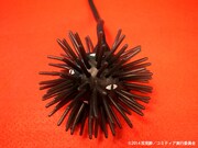 「光る！コミティアちゃんヨーヨー」