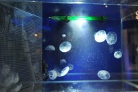 「クラゲの世界展」のコーナー。