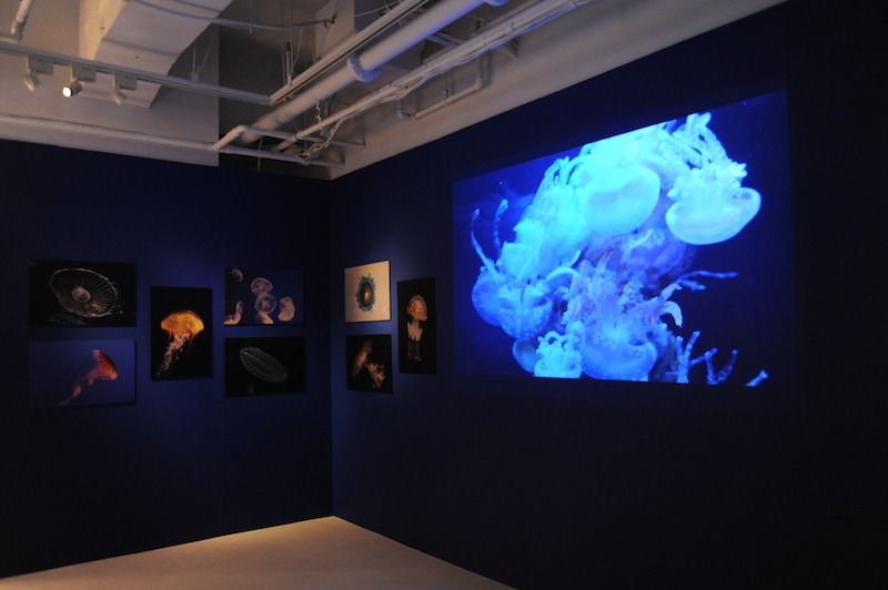 「クラゲの世界展」のコーナー。