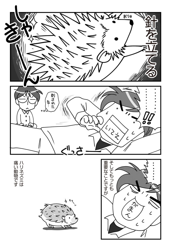 「ハリネズミといっしょ」より、ハリネズミのはりちょーが「しゃきーん」と針を立てる様子。