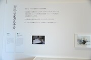 沙村広明「春風のスネグラチカ」の展示風景。