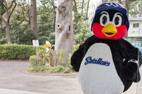 つば九郎を警戒し遠くから様子を伺う殺せんせー。