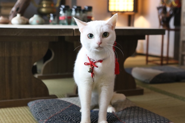 「猫侍 SEASON2」より。(c)2015「続・猫侍」製作委員会