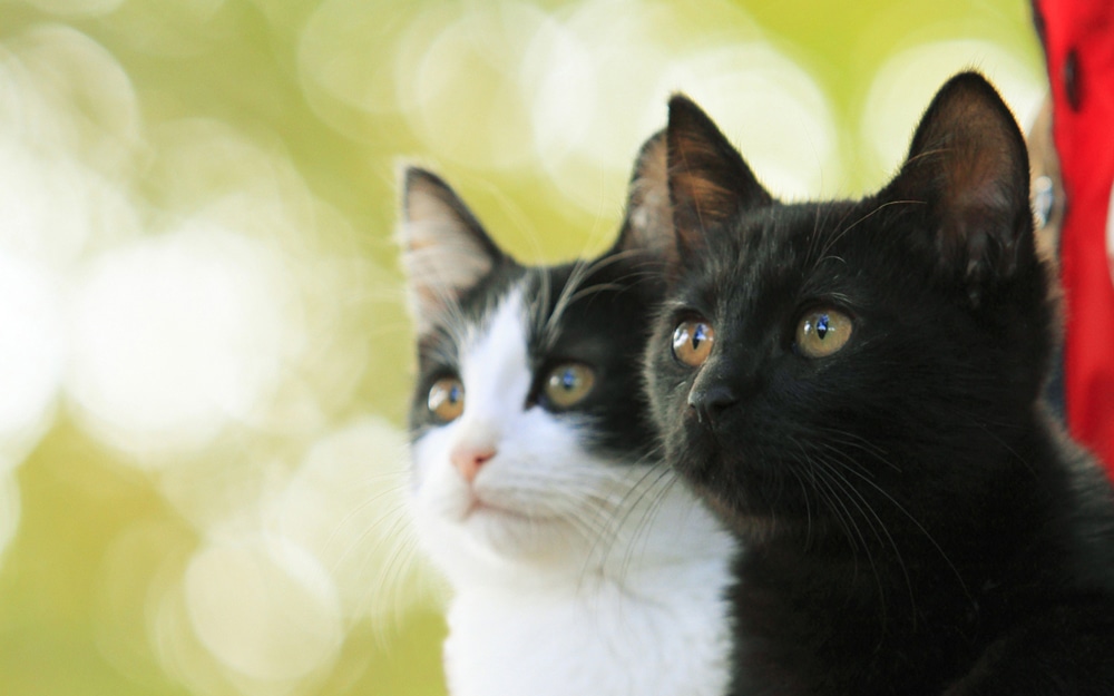 「猫なんかよんでもこない。」
