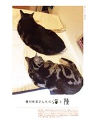 「漫画家の猫」より、種村有菜の愛猫。