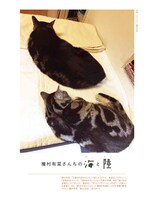 「漫画家の猫」より、種村有菜の愛猫。