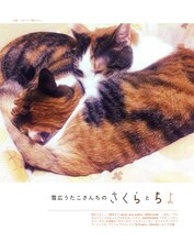 「漫画家の猫」より、雪広うたこの愛猫。