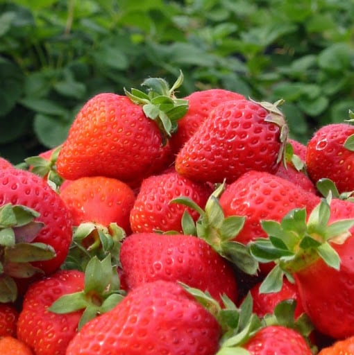 熊本県阿蘇いちご畑・木之内農園の苺は真っ赤でつやつや。