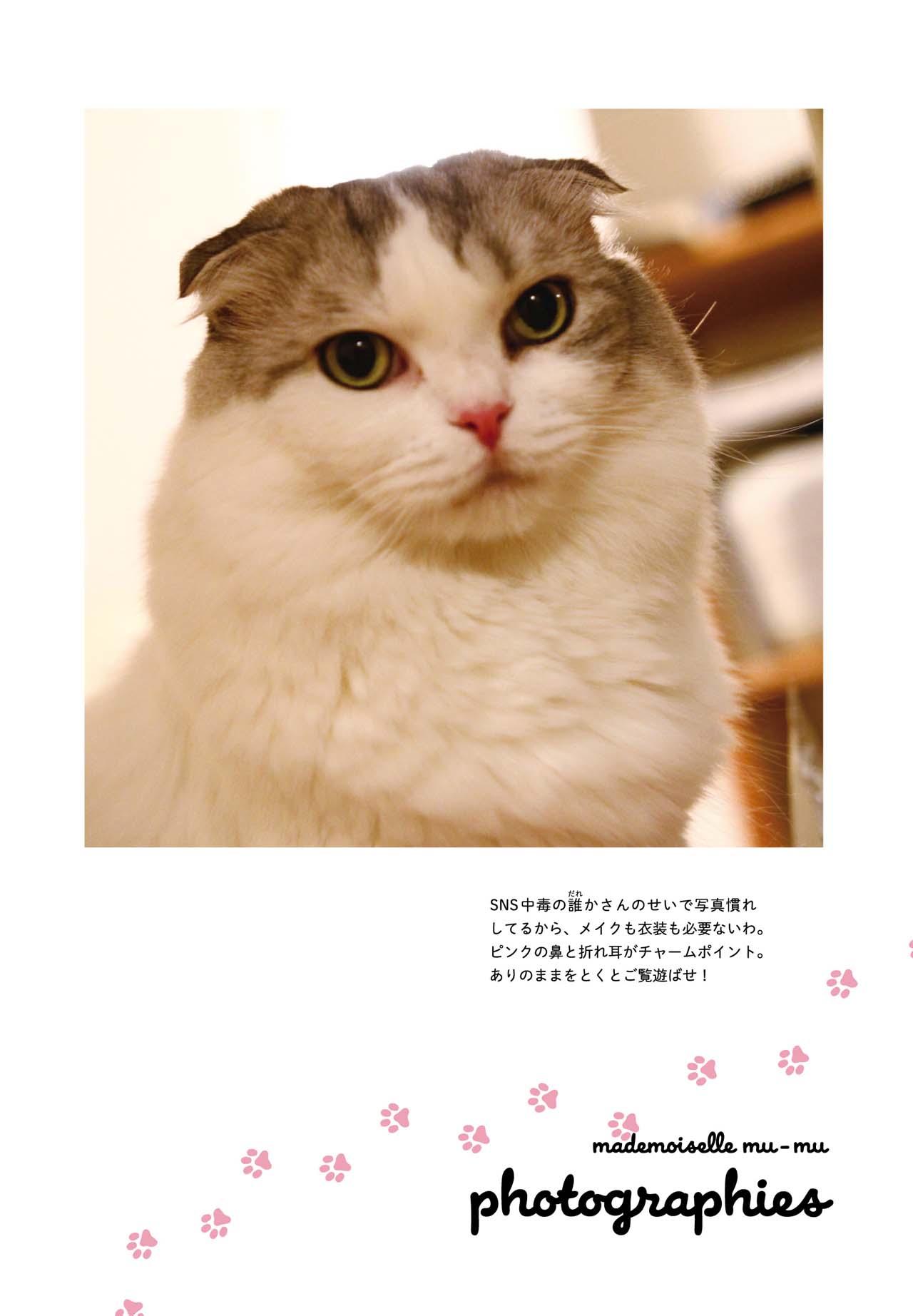 今日マチ子の愛猫であるムーム嬢。