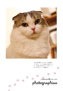 今日マチ子の愛猫であるムーム嬢。