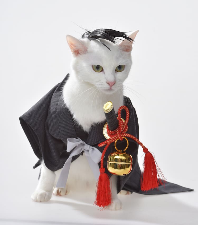 武井宏之 猫ヶ原 マガジンエッジで実写に 連載作400p以上試し読みも コミックナタリー
