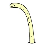 チンアナゴ長官