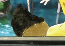 JR新宿駅東口改札内に登場した「うどんの国の金色毛鞠」の広告。