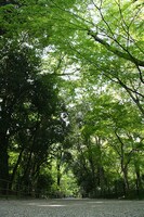 下鴨神社（写真提供：下鴨神社）