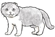吉田戦車によるスコティッシュフォールドのイラスト。