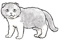吉田戦車によるスコティッシュフォールドのイラスト。