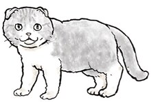 吉田戦車によるスコティッシュフォールドのイラスト。