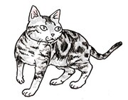 吉田戦車によるアメリカンショートヘアのイラスト。