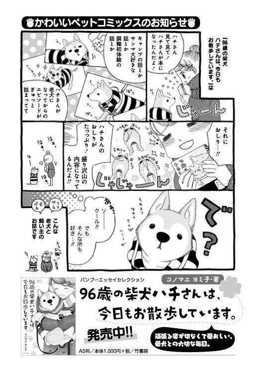 「96歳の柴犬ハチさんは、今日もお散歩しています。」描き下ろしの告知マンガ。