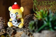 ウミノグマ