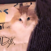 「猫彼氏」に登場するポムのモデルとなった猫。