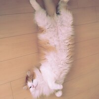 「猫彼氏」に登場するポムのモデルとなった猫。