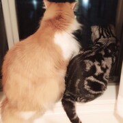 「猫彼氏」に登場するポムとロワのモデルとなった猫。