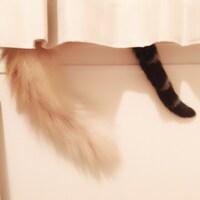「猫彼氏」に登場するポムとロワのモデルとなった猫の尻尾。