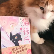 「猫彼氏」に登場するポムのモデルとなった猫。