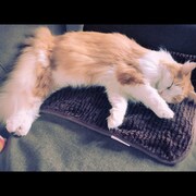 「猫彼氏」に登場するポムのモデルとなった猫。