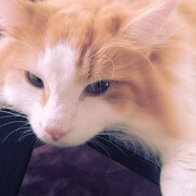 「猫彼氏」に登場するポムのモデルとなった猫。