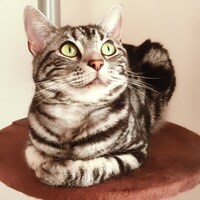 「猫彼氏」に登場するロワのモデルとなった猫。