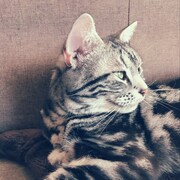 「猫彼氏」に登場するロワのモデルとなった猫。