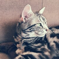 「猫彼氏」に登場するロワのモデルとなった猫。