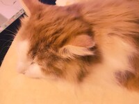 「猫彼氏」に登場するポムのモデルとなった猫。