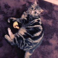 「猫彼氏」に登場するロワのモデルとなった猫。