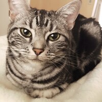 「猫彼氏」に登場するロワのモデルとなった猫。