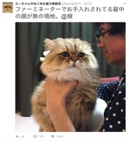 ふーちゃんのTwitterアカウント。