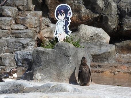 キャラクターパネルに夢中なフンボルトペンギンのグレープくん。