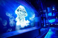 「水木しげる×すみだ水族館 水の妖怪トンネル」のイメージ写真。