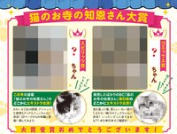 「猫のお寺の知恩さんフォトコンテスト」の結果発表ページ。7月3日発売の週刊ビッグコミックスピリッツ31号に掲載される。
