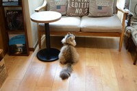 店内の猫の様子。