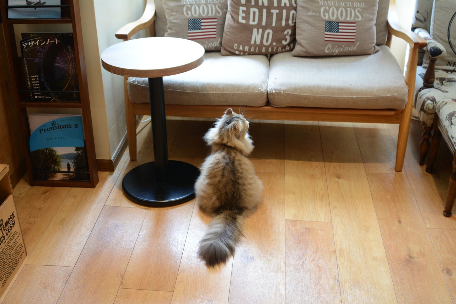 店内の猫の様子。
