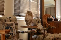 店内の猫の様子。