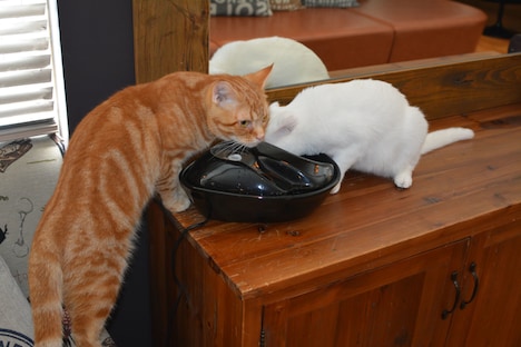 店内の猫の様子。