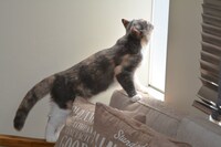 店内の猫の様子。