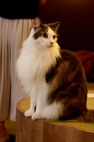 店内の猫の様子。