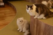 店内の猫の様子。