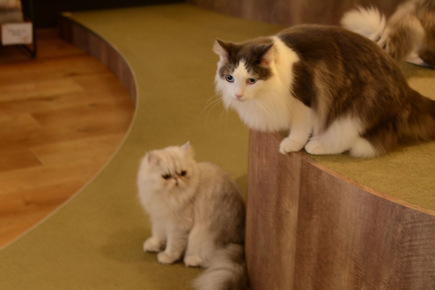 店内の猫の様子。