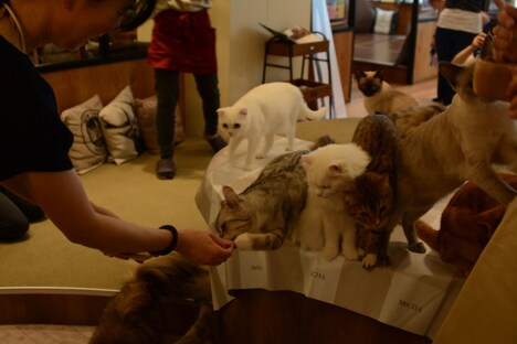 おやつに群がる猫たち。